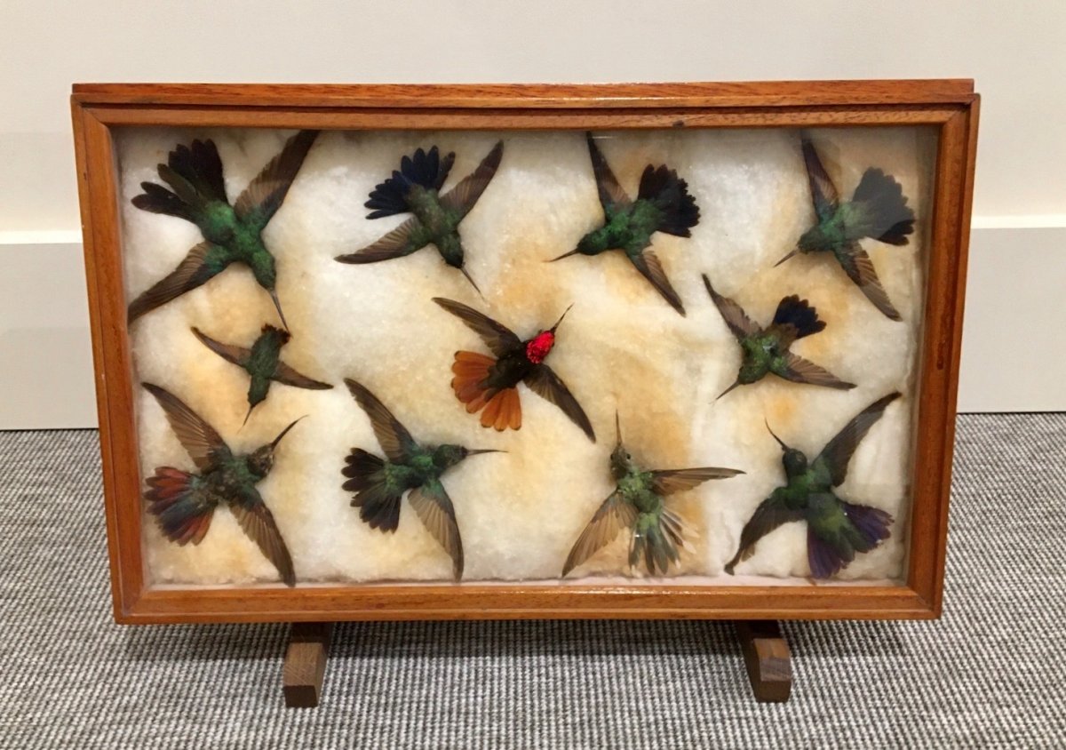 Hummingbirds. Naturalist Box. Curiosity.
