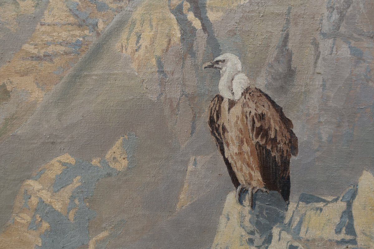 Vulture In The Atlas Mountains, Morocco. M. De Clermont 20th-photo-1