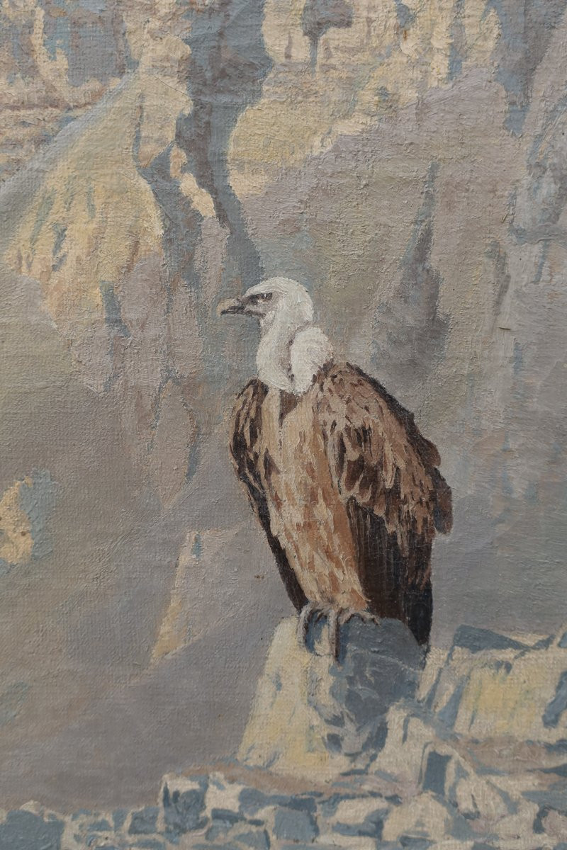 Vulture In The Atlas Mountains, Morocco. M. De Clermont 20th-photo-2