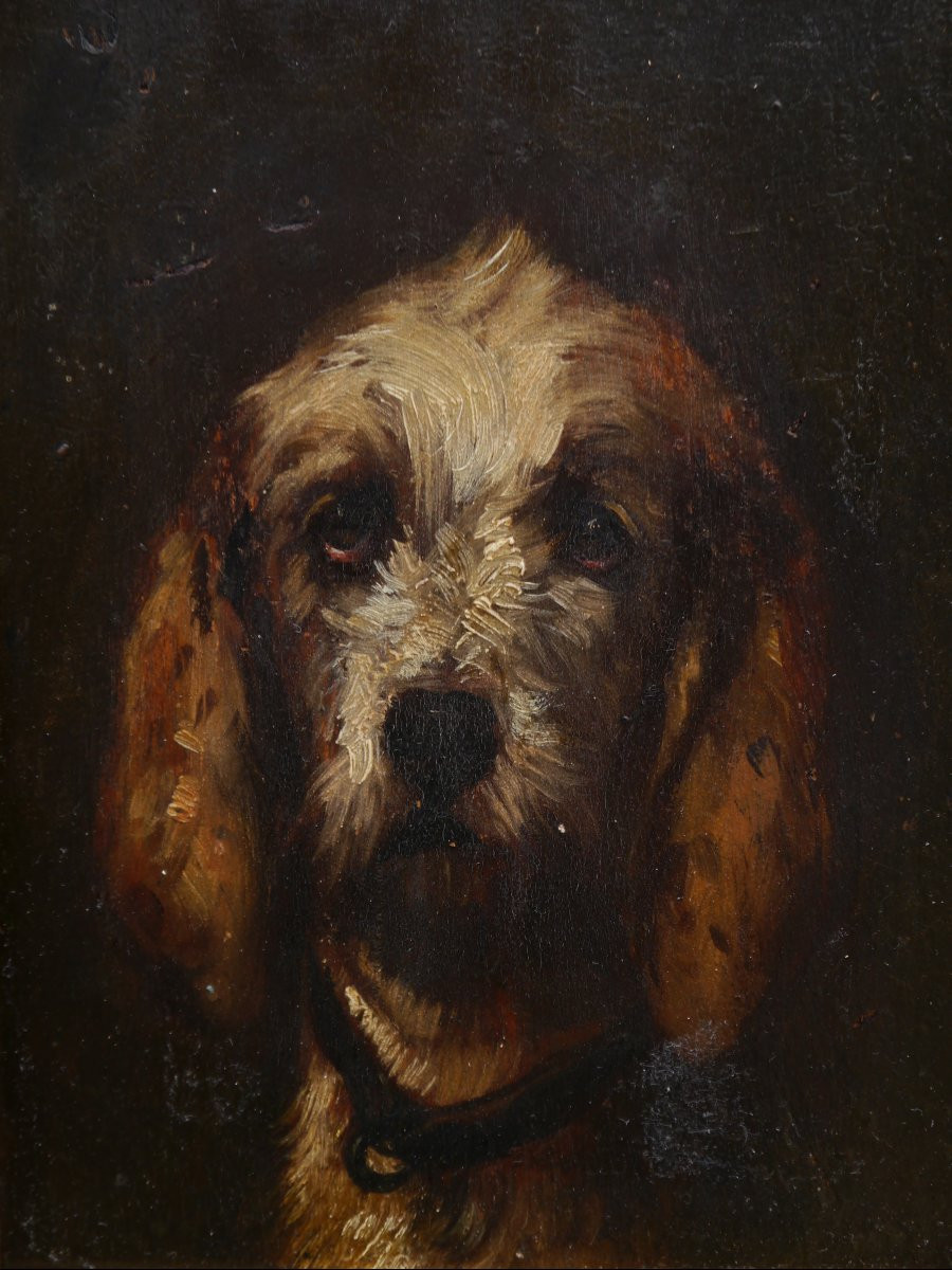 Portrait Of A Vendée Griffon Dog. Jules Chardigny (1842-1892)-photo-3
