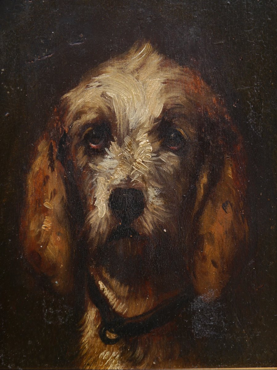 Portrait Of A Vendée Griffon Dog. Jules Chardigny (1842-1892)-photo-4