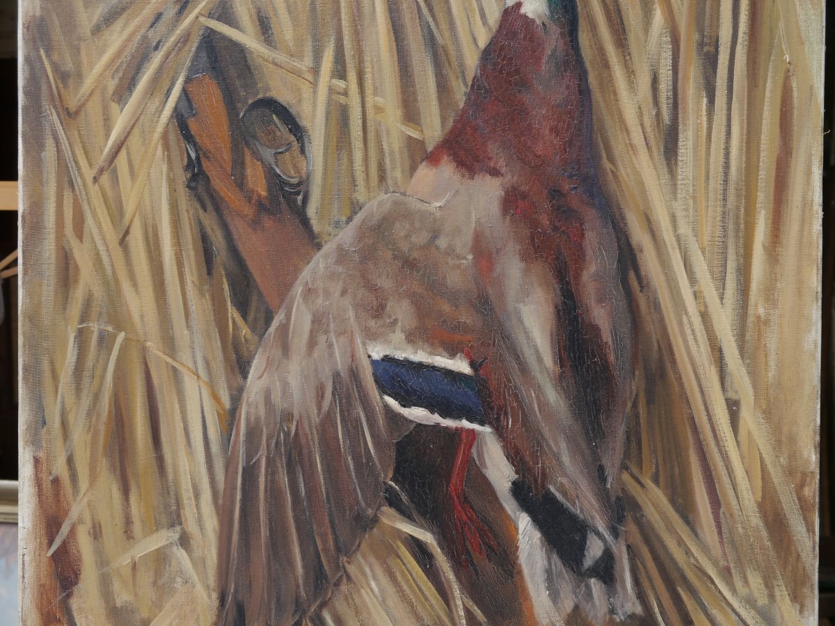 Trophée de chasse au canard colvert. Ecole début XXè-photo-3