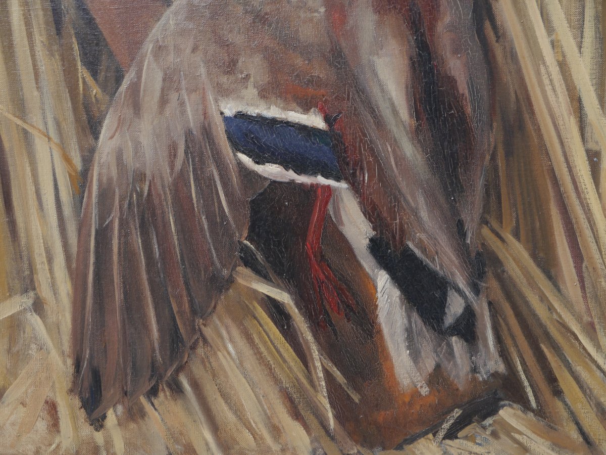 Trophée de chasse au canard colvert. Ecole début XXè-photo-3