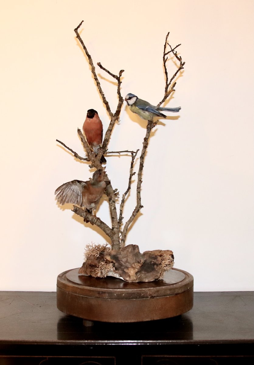Set Of 3 Naturalized Birds Under A Globe -photo-3