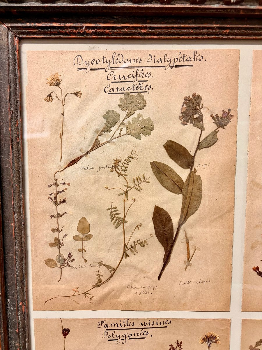 herbier d'époque XIXème dans un encadrement ancien -photo-2