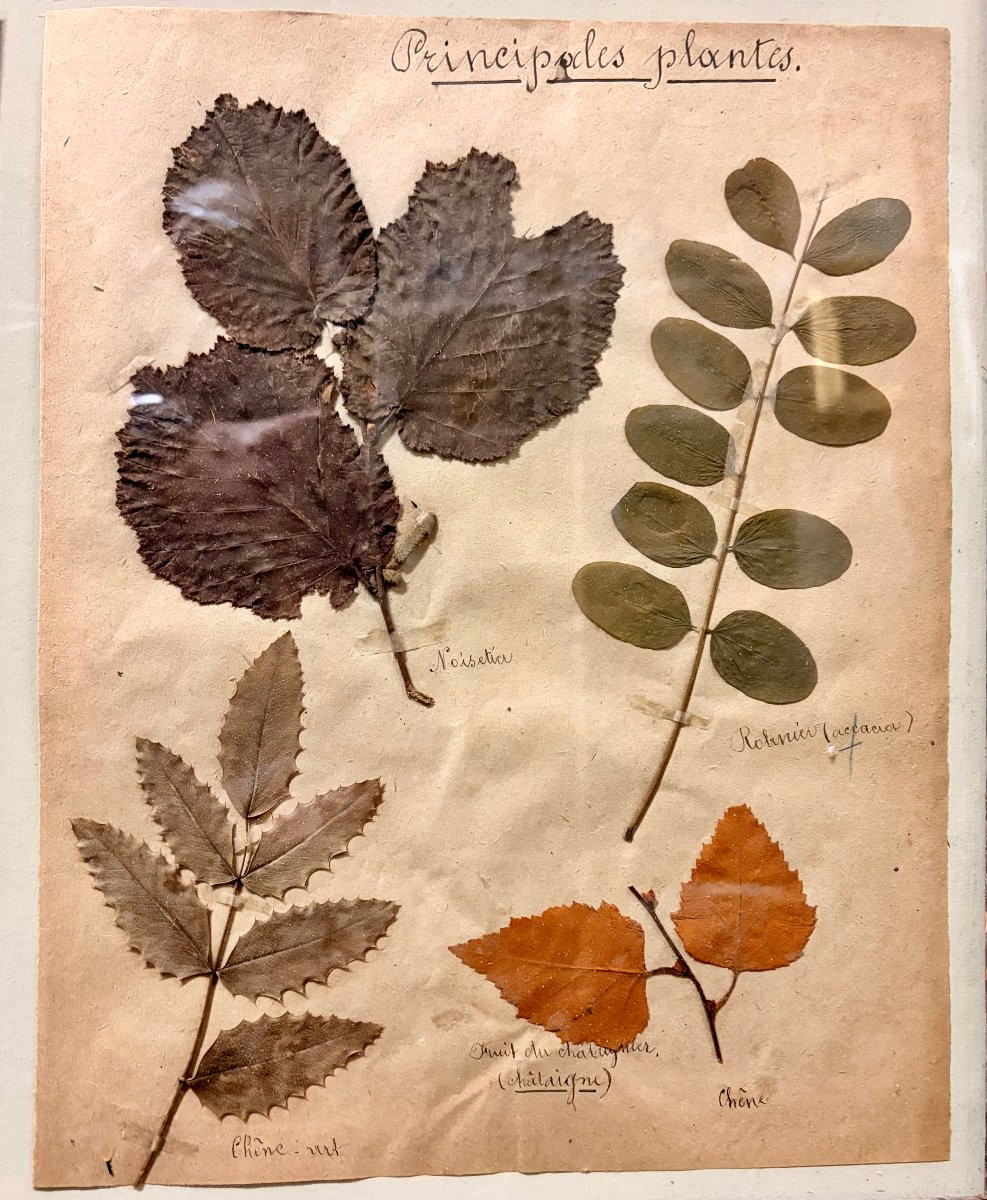 herbier d'époque XIXème dans un encadrement ancien -photo-3