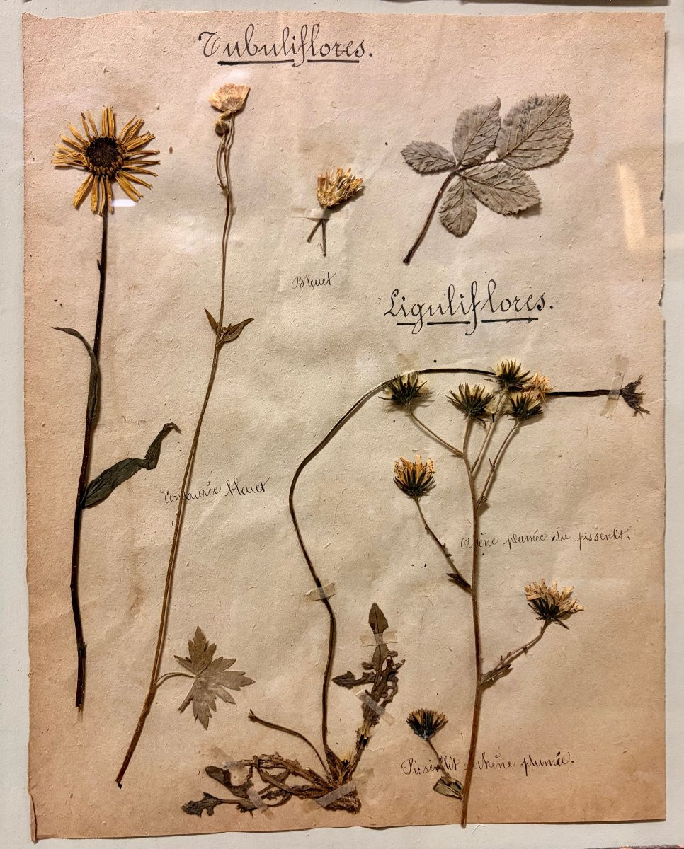 herbier d'époque XIXème dans un encadrement ancien -photo-4