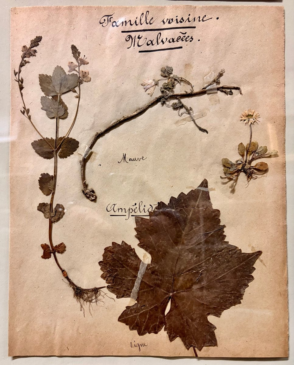 herbier d'époque XIXème dans un encadrement ancien -photo-4
