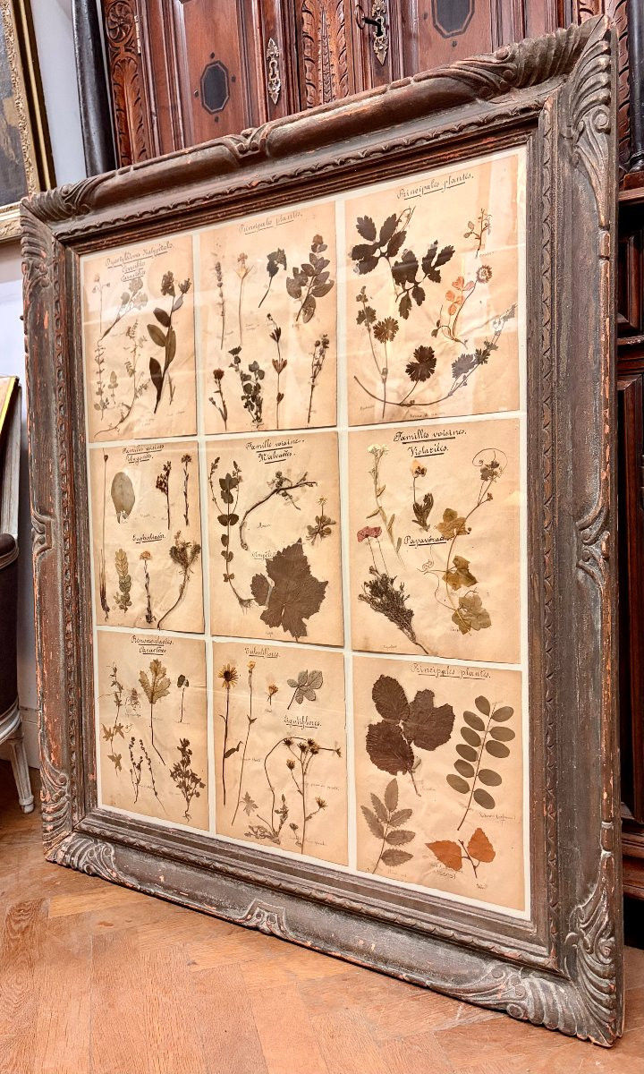 herbier d'époque XIXème dans un encadrement ancien -photo-5
