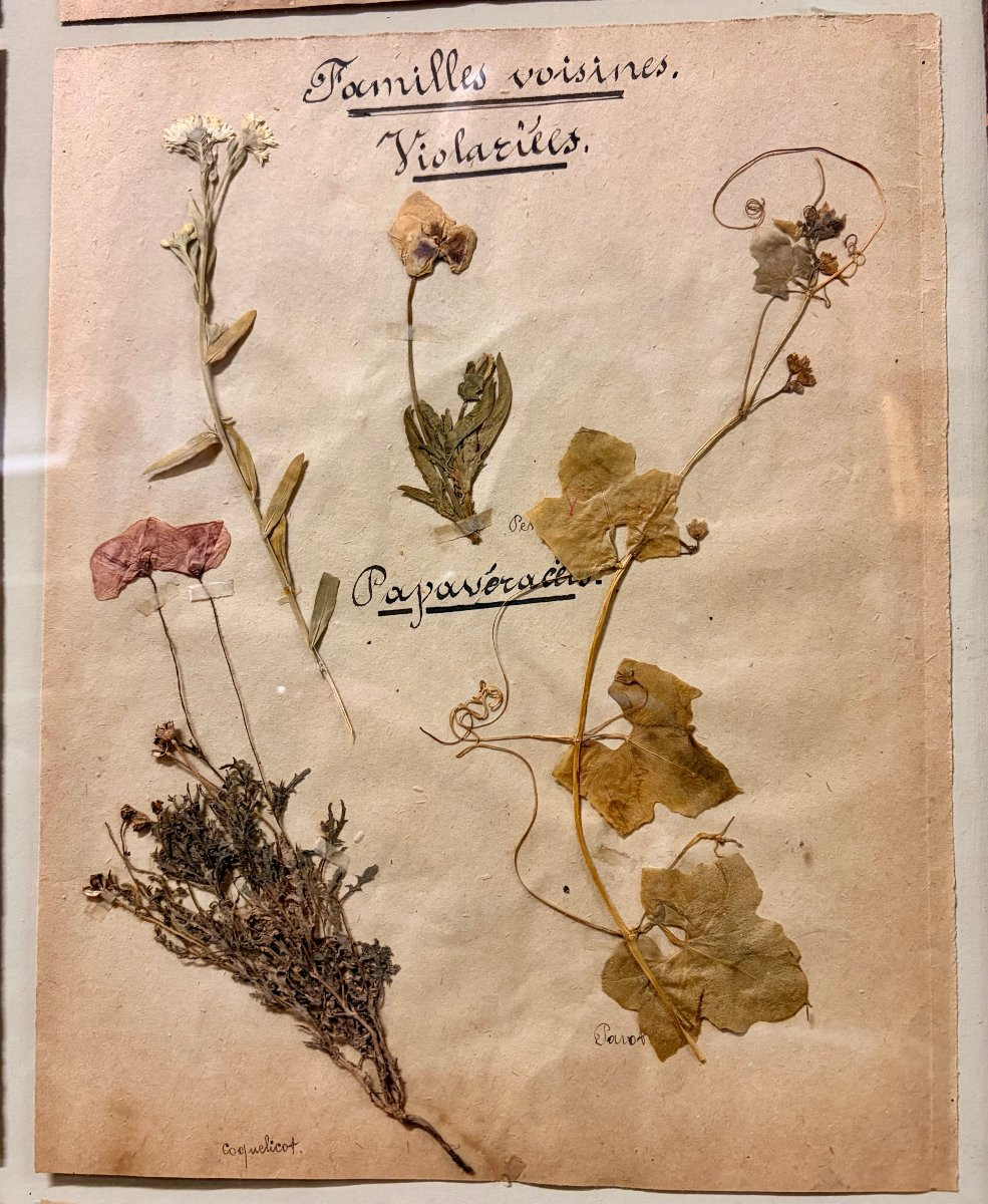 herbier d'époque XIXème dans un encadrement ancien -photo-6