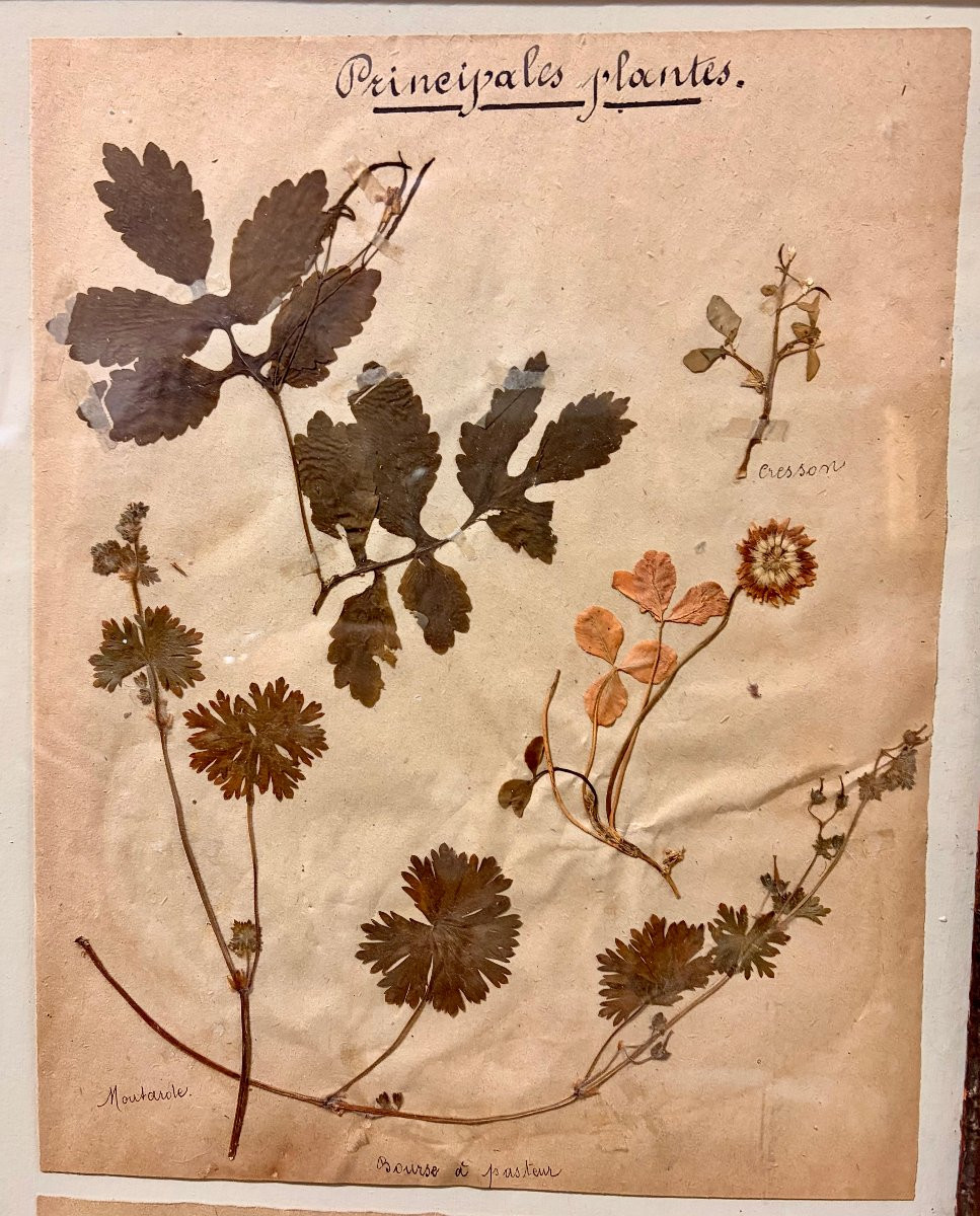 herbier d'époque XIXème dans un encadrement ancien -photo-7