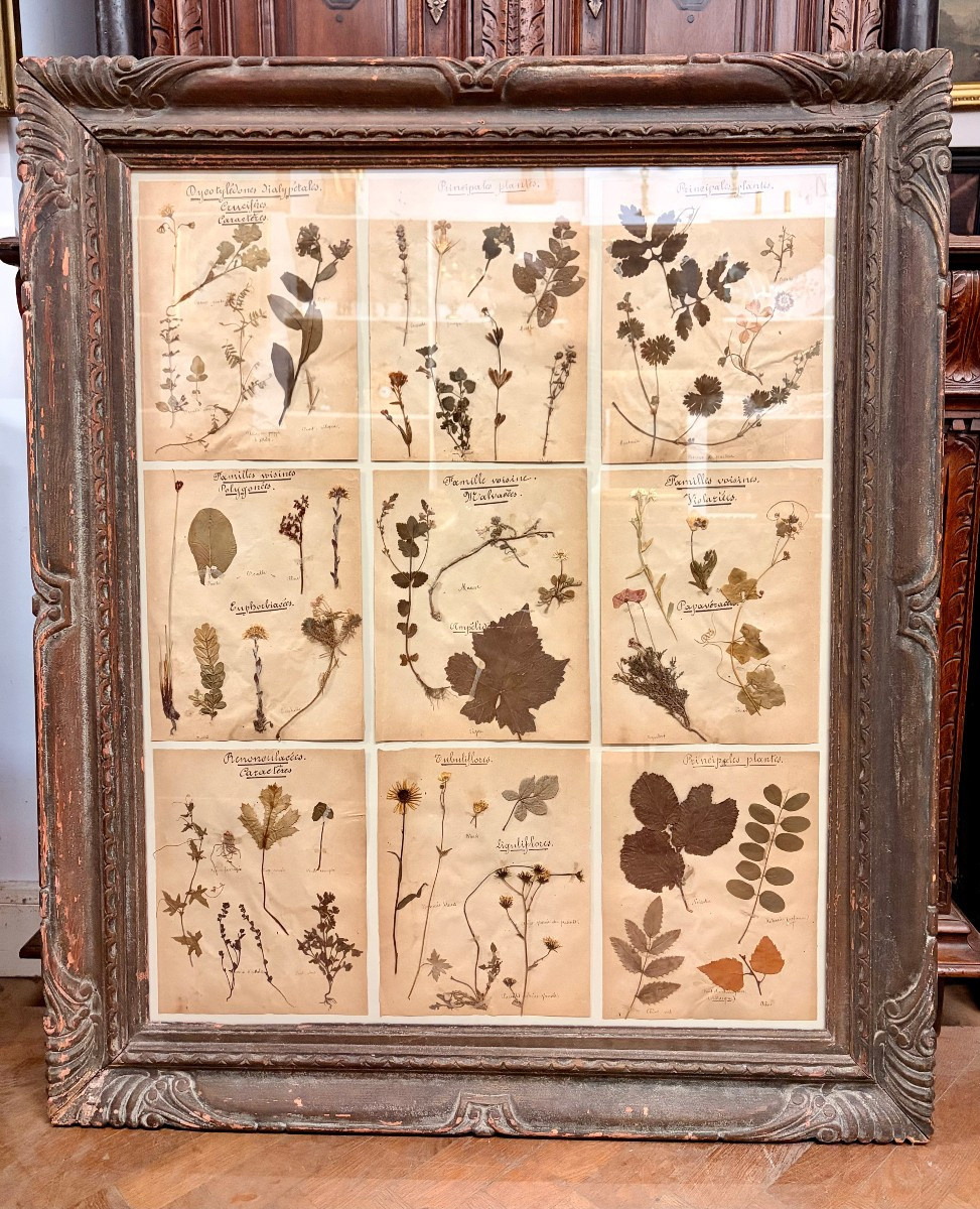 herbier d'époque XIXème dans un encadrement ancien 