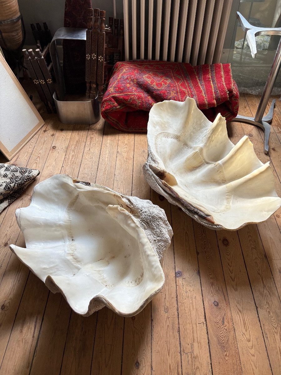  Two Giant Clam Shells 80cm And 87 Cm Long-photo-2
