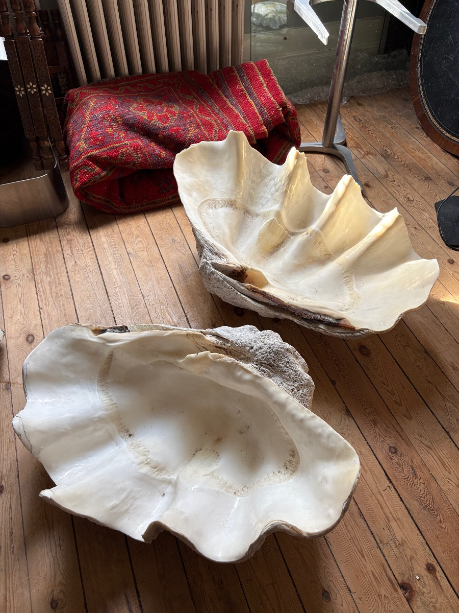  Two Giant Clam Shells 80cm And 87 Cm Long-photo-3