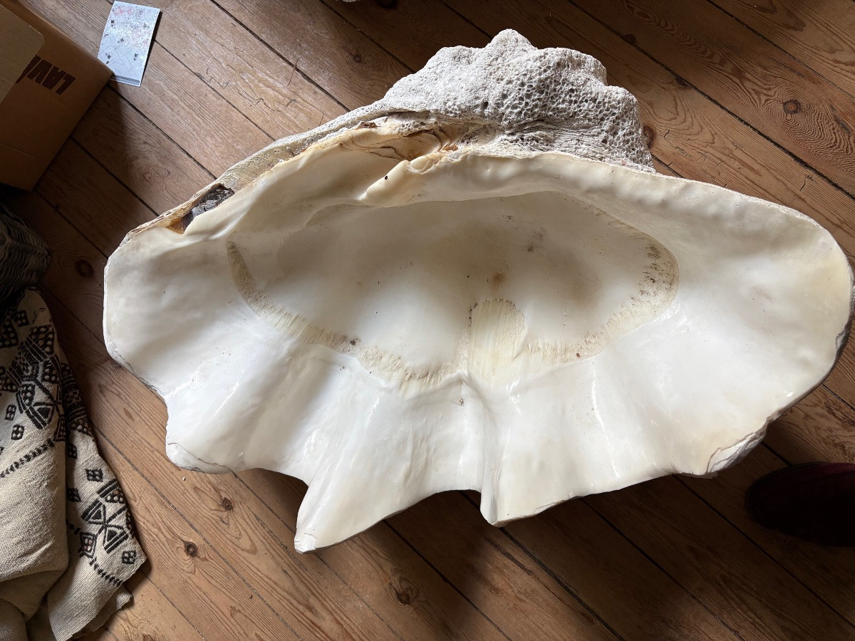  Two Giant Clam Shells 80cm And 87 Cm Long-photo-4