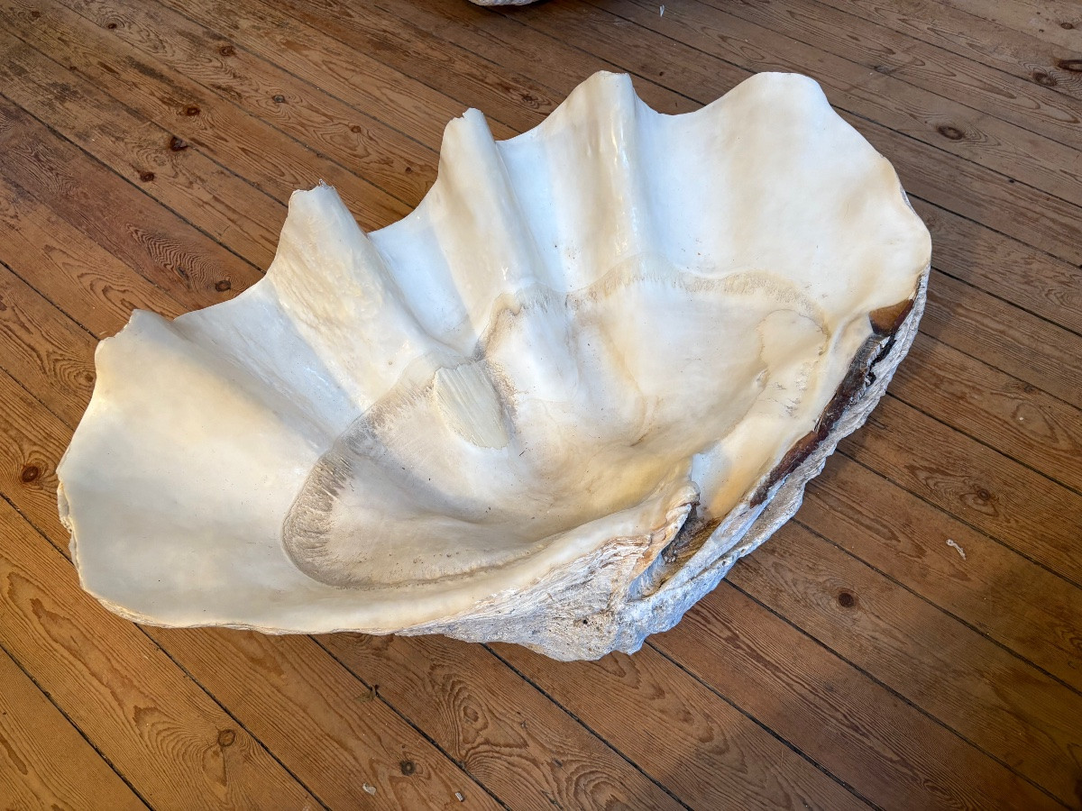  Two Giant Clam Shells 80cm And 87 Cm Long-photo-1