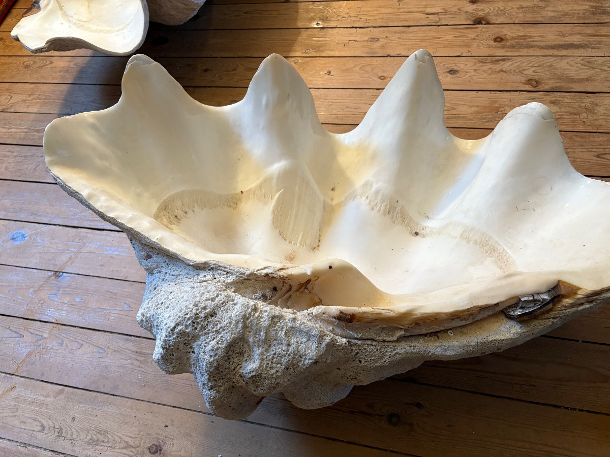  Two Giant Clam Shells 80cm And 87 Cm Long-photo-2