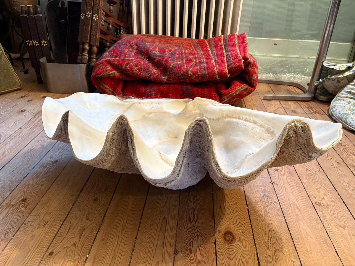  Two Giant Clam Shells 80cm And 87 Cm Long-photo-3