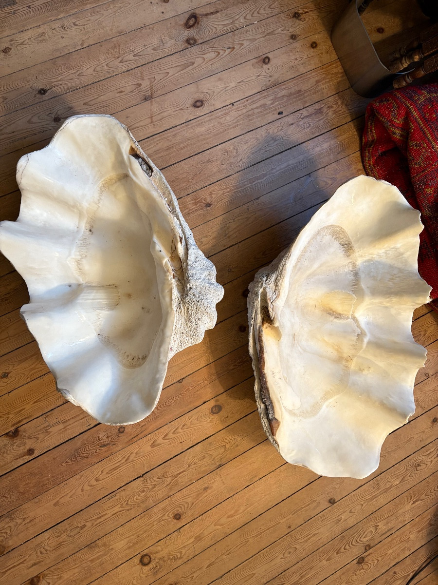  Two Giant Clam Shells 80cm And 87 Cm Long