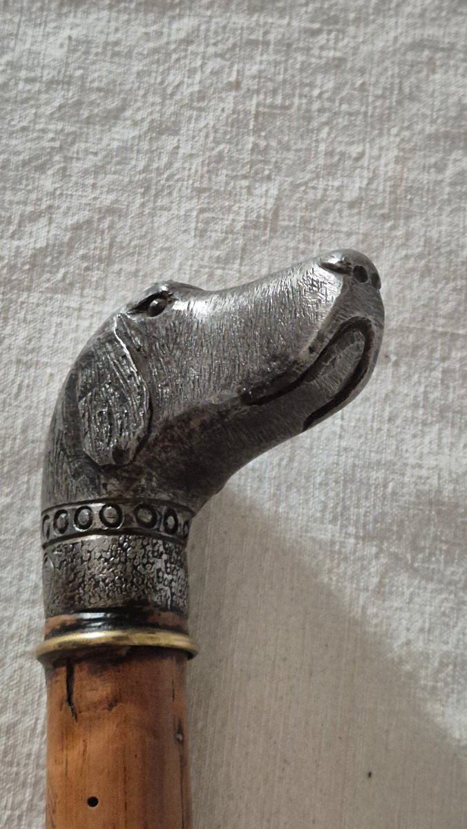 Canne de défense " casse tête " pommeau figurant une tête de chien de chasse braque hongrois -photo-4
