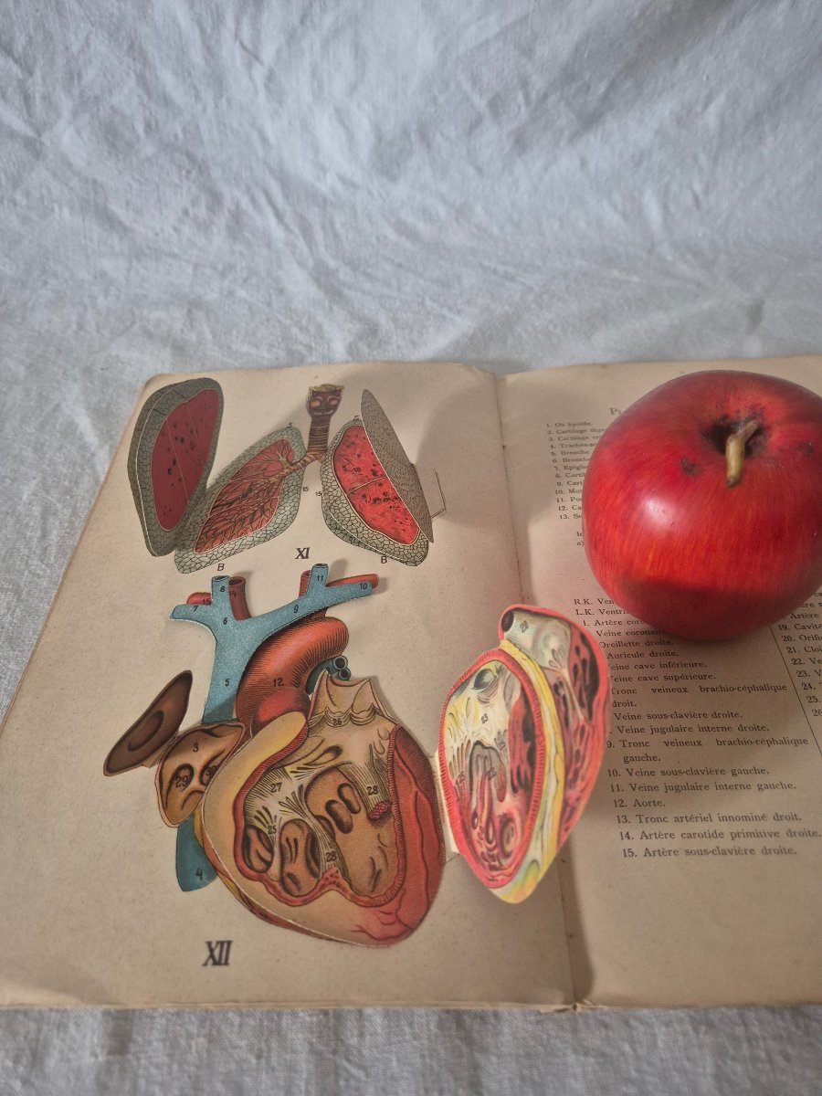 Elementary Atlas Of Anatomy From The Early 20th Century With Removable Plates -photo-3