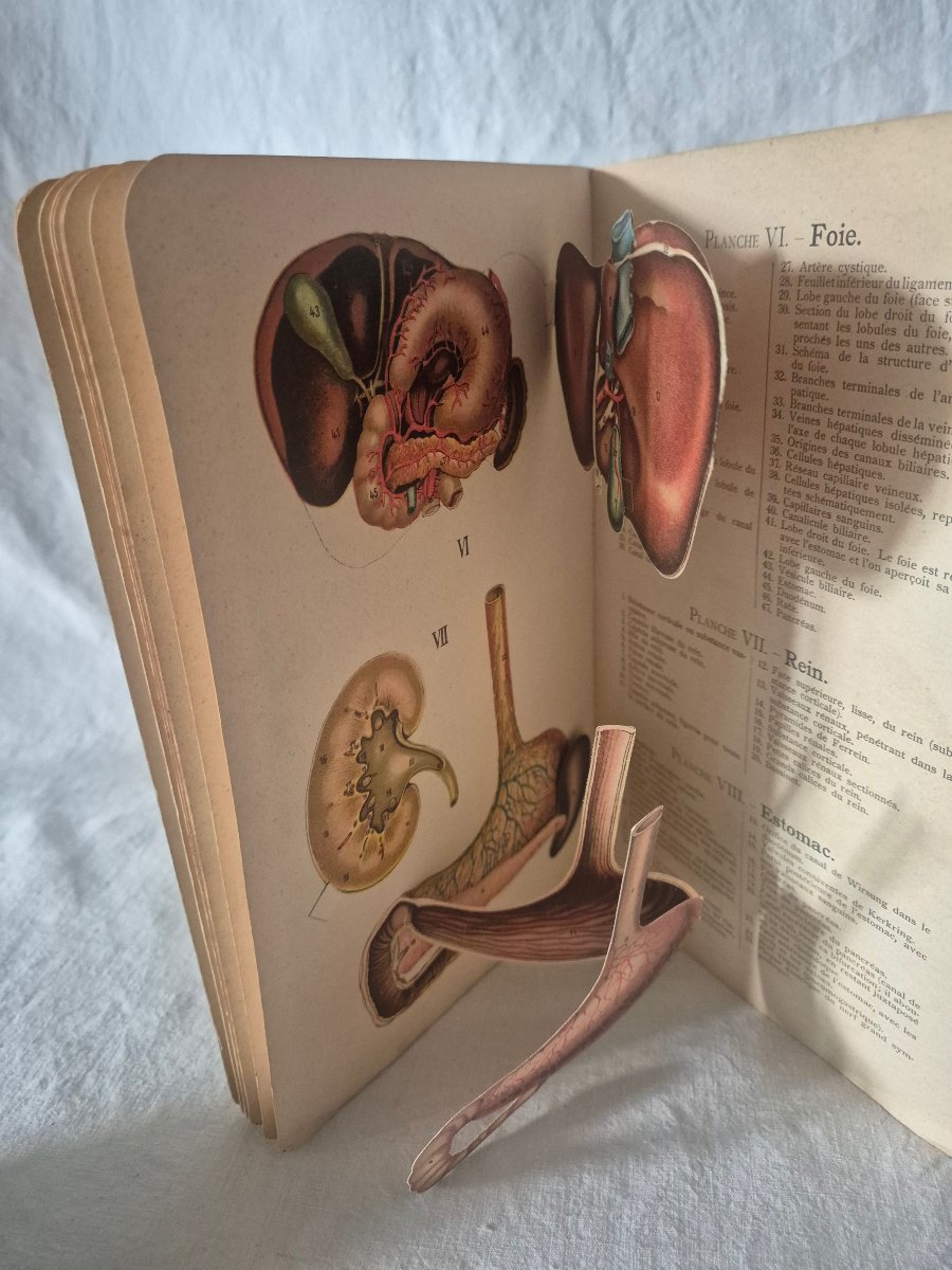 Elementary Atlas Of Anatomy From The Early 20th Century With Removable Plates -photo-1
