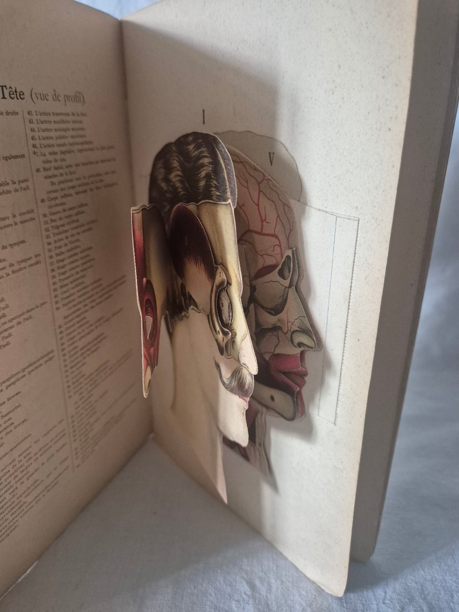 Elementary Atlas Of Anatomy From The Early 20th Century With Removable Plates -photo-2