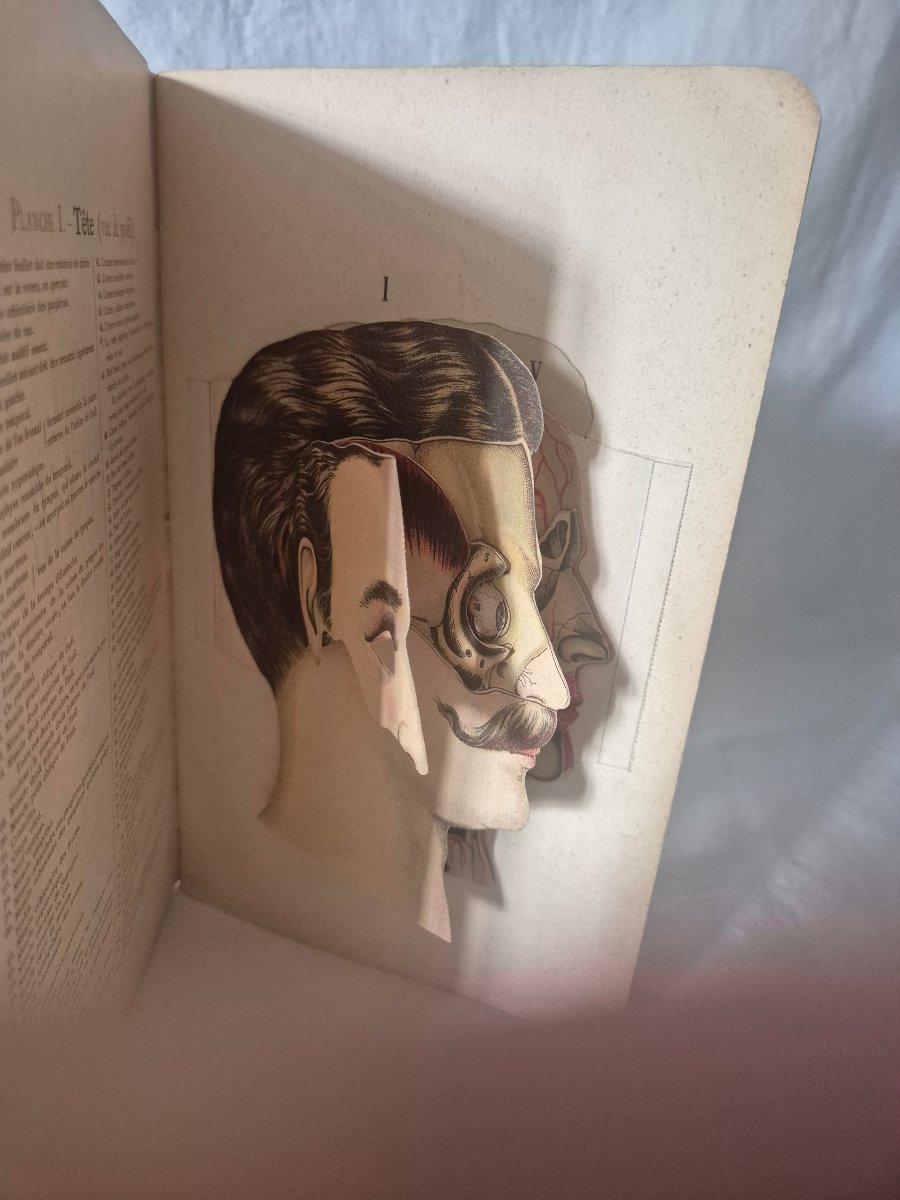Elementary Atlas Of Anatomy From The Early 20th Century With Removable Plates -photo-4