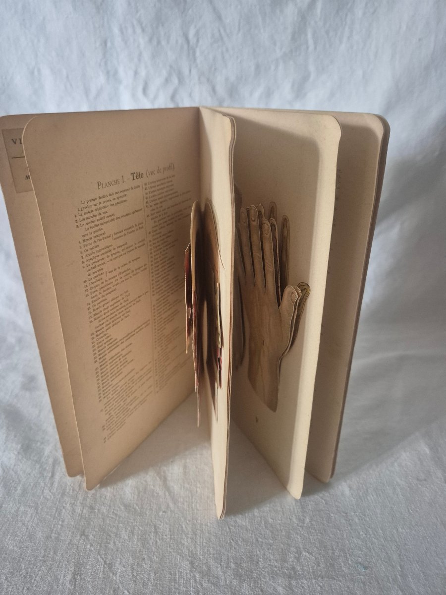 Elementary Atlas Of Anatomy From The Early 20th Century With Removable Plates -photo-5