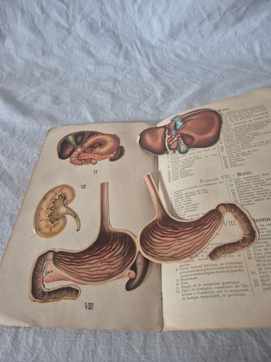 Elementary Atlas Of Anatomy From The Early 20th Century With Removable Plates -photo-6