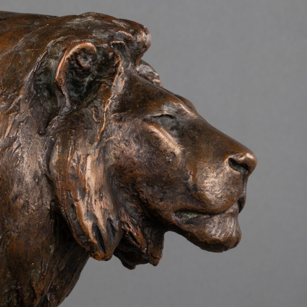 Georges Gardet (1863-1939) - Lion - Dedicated Workshop Plaster - Late XIX / Early XXth Century-photo-3