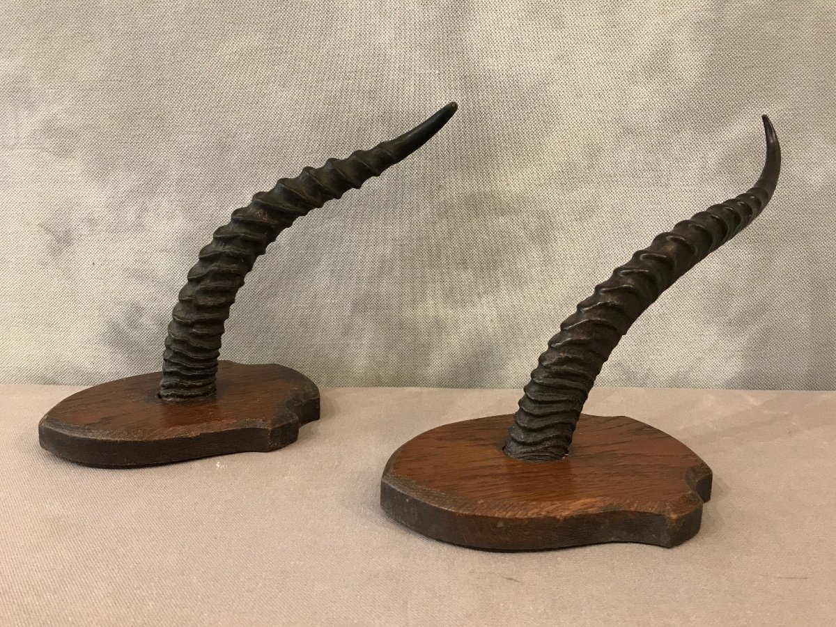 Pair Of Horns On Wooden Support Around 1900-photo-4