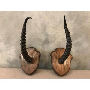 Pair Of Horns On Wooden Support Around 1900