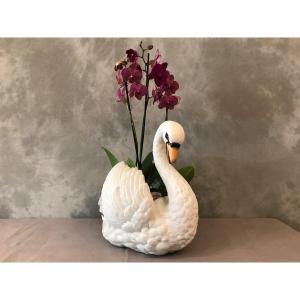 Grand Cygne En Porcelaine De Biscuit D’époque 19ème( Grand Cache- Pot)