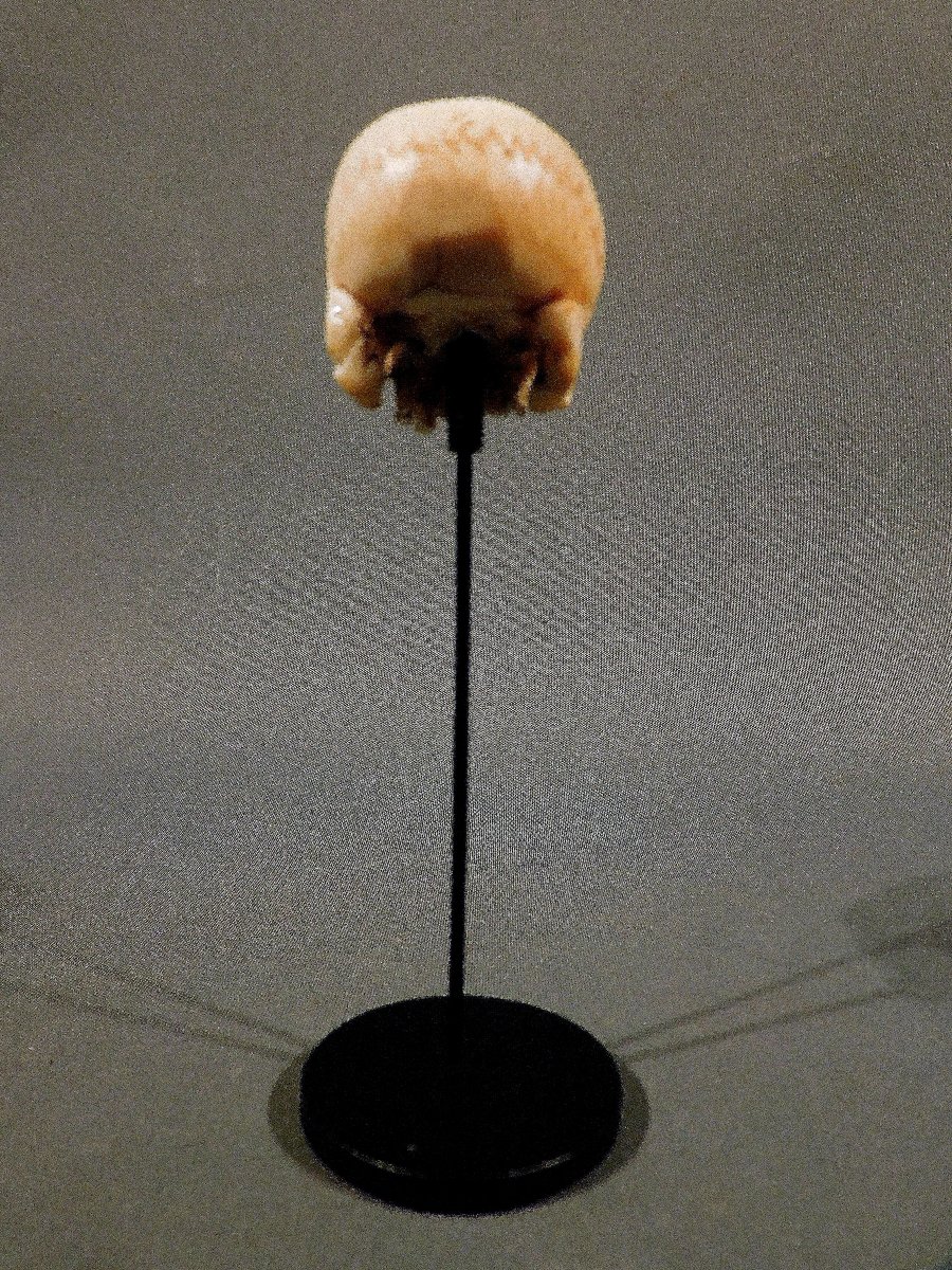 Memento Mori  crane ivoire 17eme - 18eme si;ecle   -photo-7