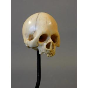 Memento Mori crane ivoire 18eme si;ecle
