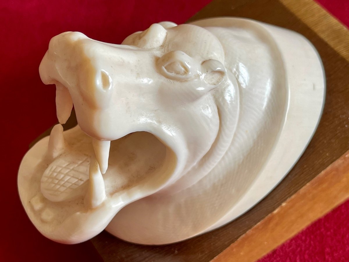 Hippopotamus Head In Ivory-photo-2