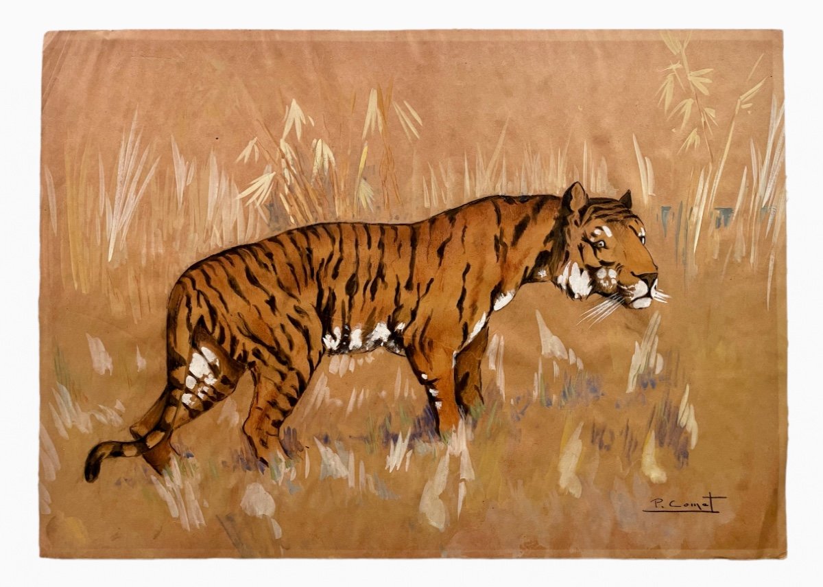 P. Comet - Tiger In The Pampas