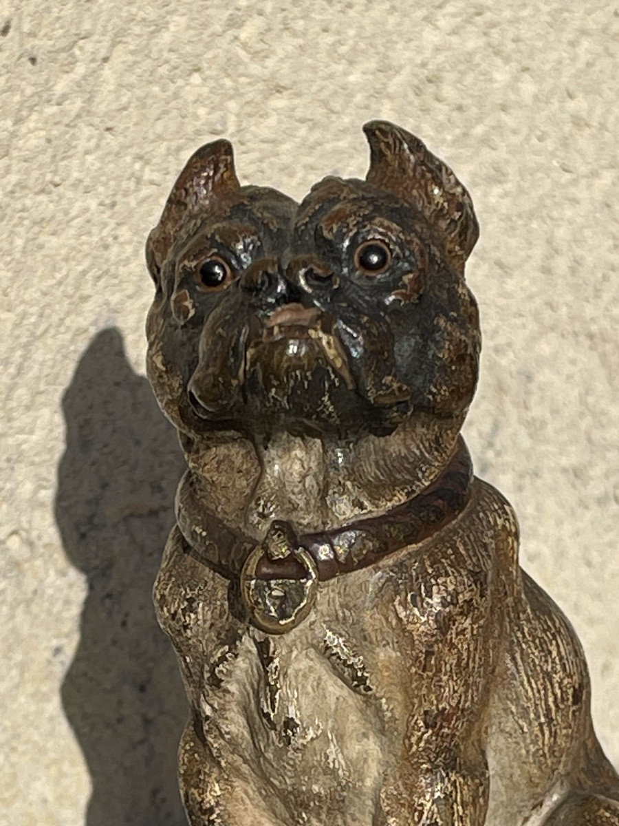 Rare Vienna Bronze, Seated Bulldog-photo-2