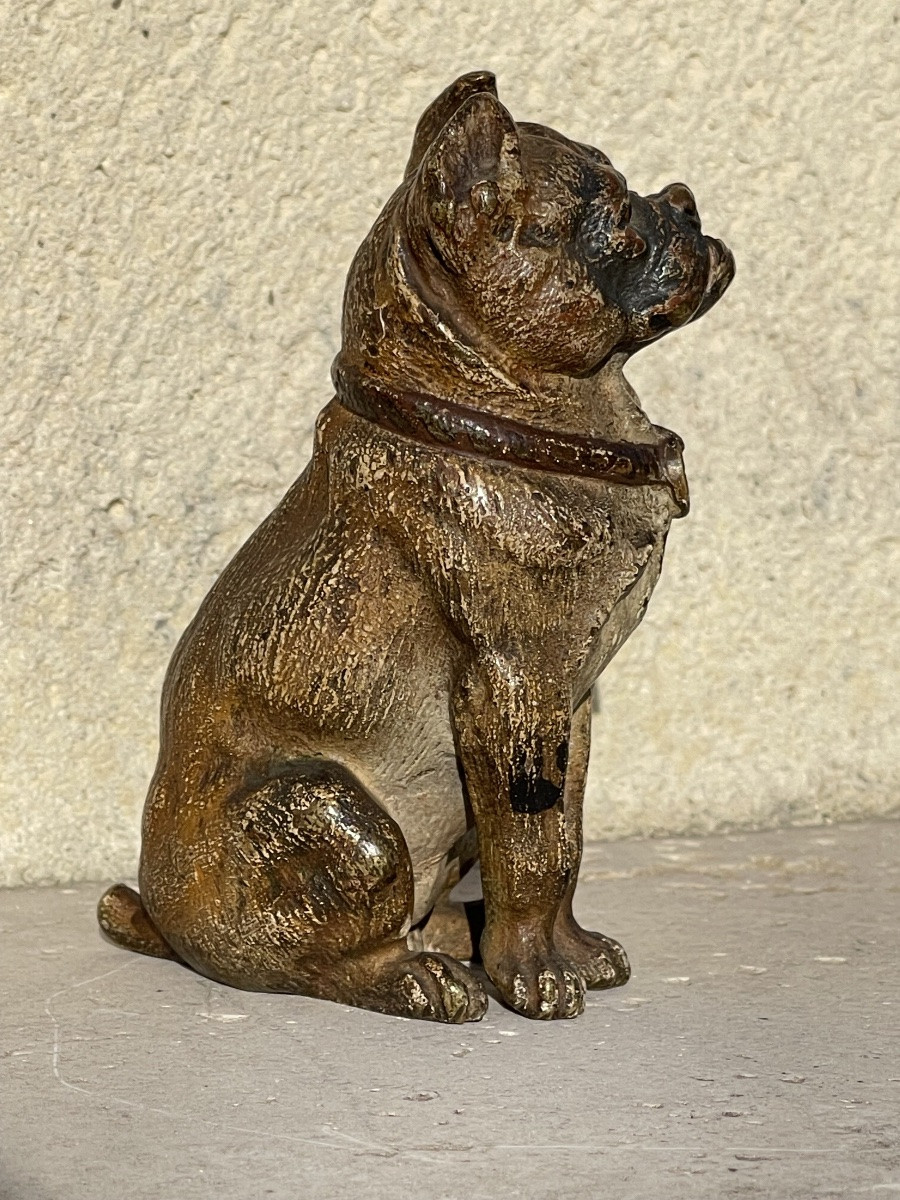 Rare Vienna Bronze, Seated Bulldog-photo-4