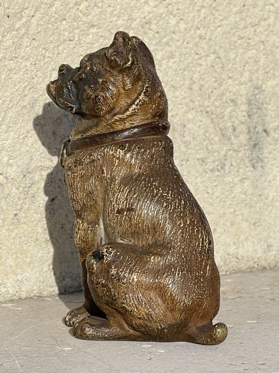 Rare Vienna Bronze, Seated Bulldog-photo-2