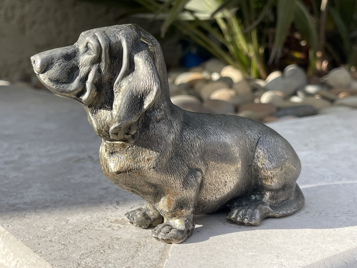 Bronze, Basset Hound-photo-4