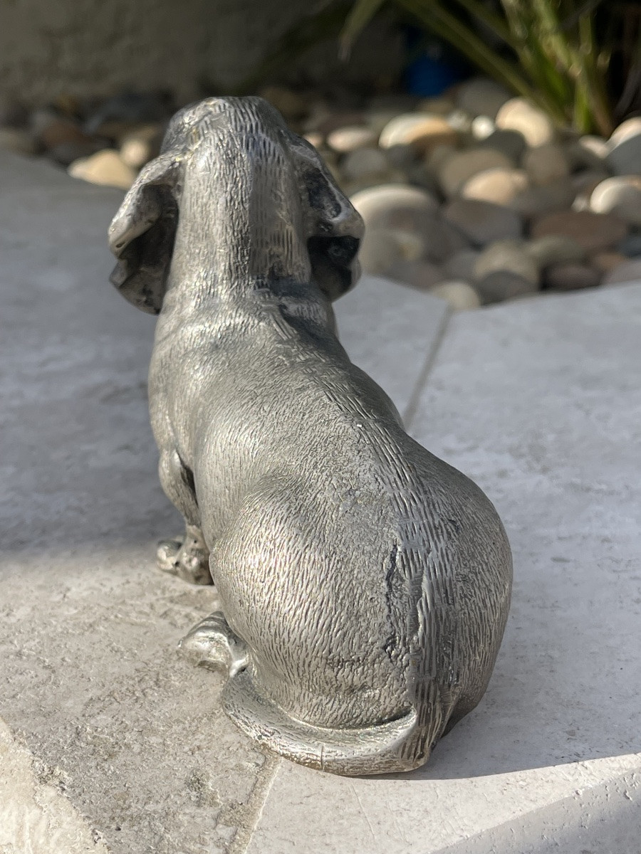 Bronze, Basset Hound-photo-1