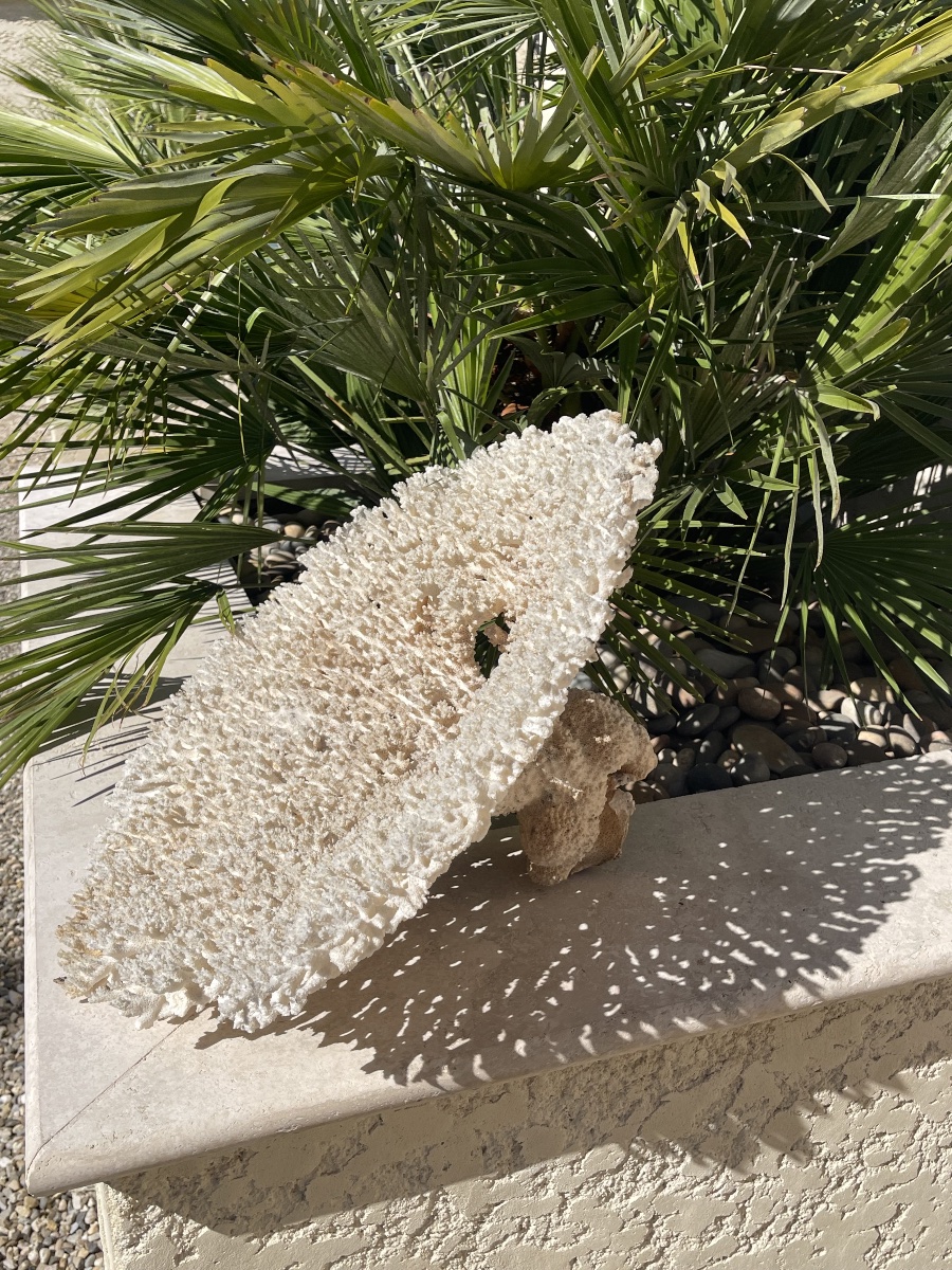 Grand White Coral-photo-2