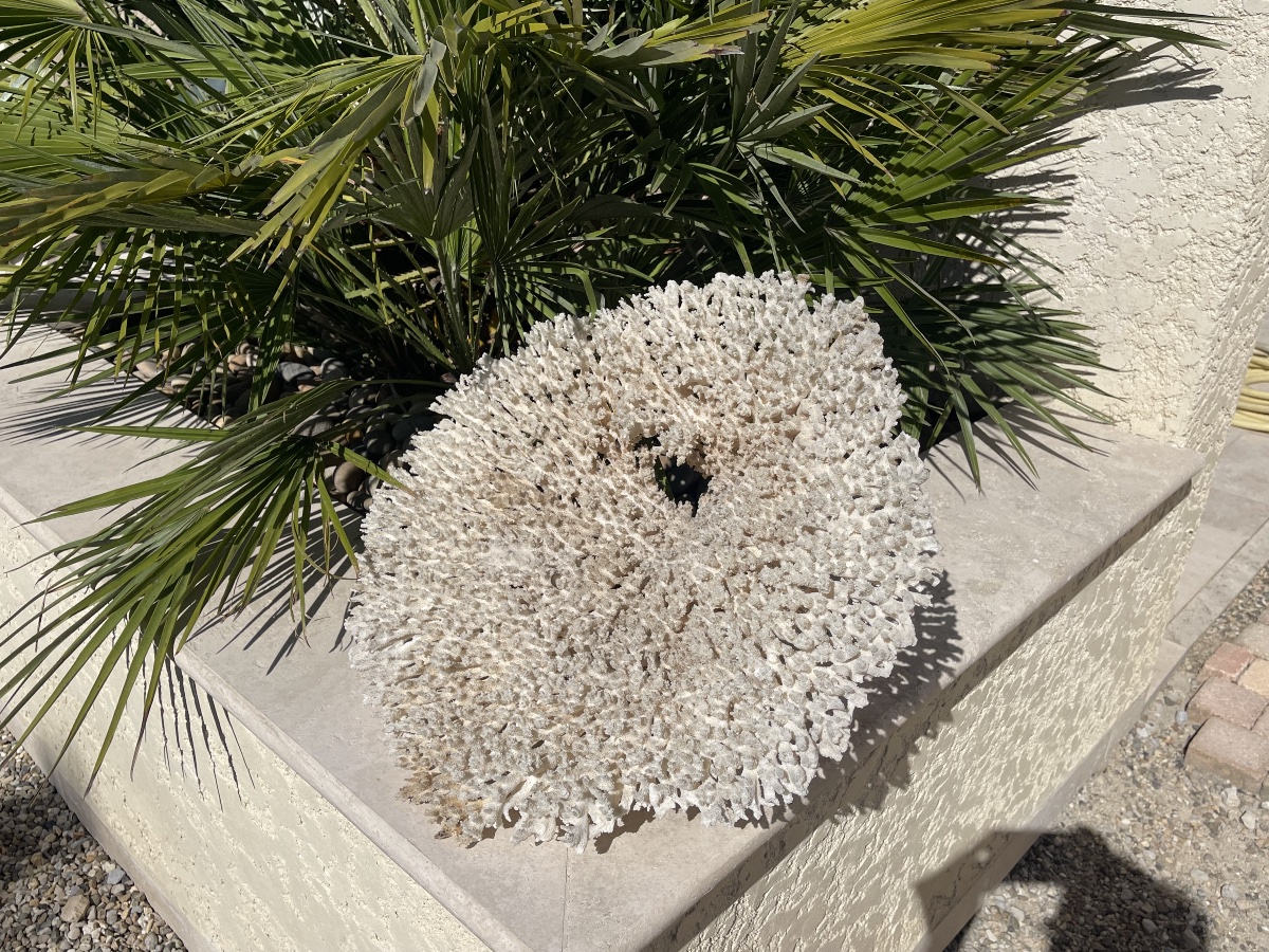 Grand White Coral-photo-3
