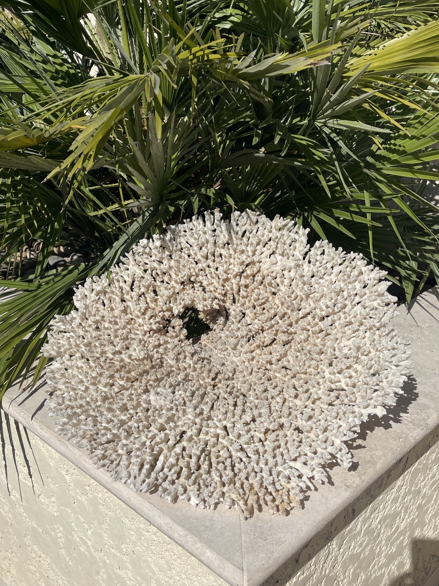 Grand White Coral-photo-4