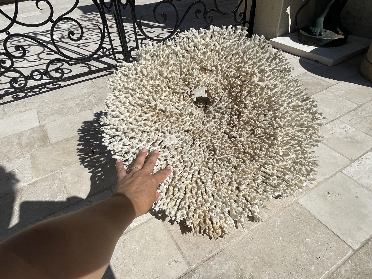 Grand White Coral-photo-1