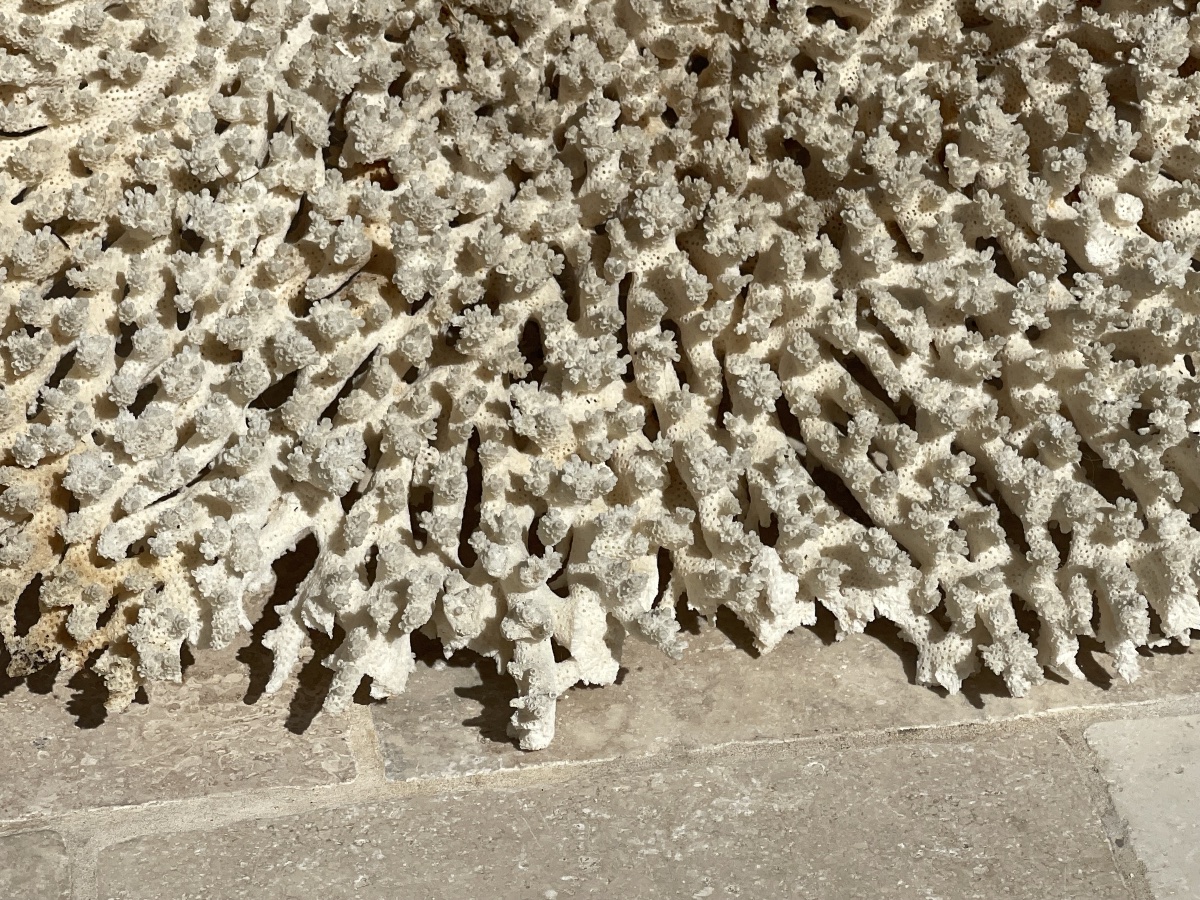 Grand White Coral-photo-3