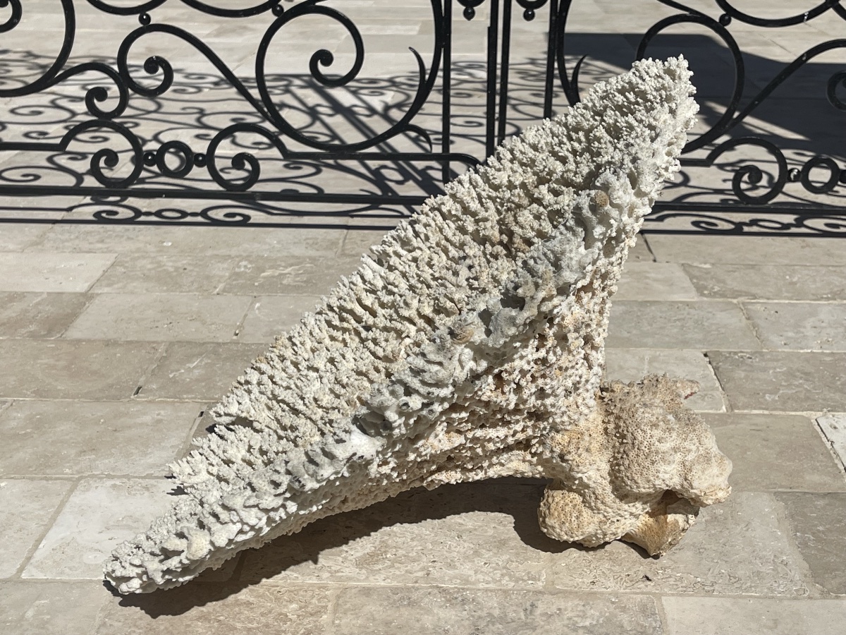 Grand White Coral-photo-4