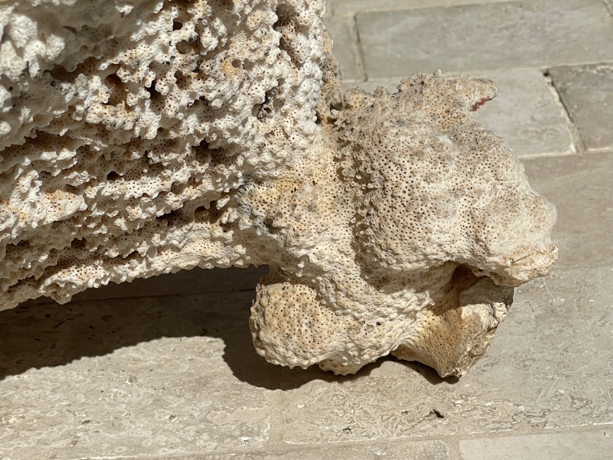Grand White Coral-photo-5